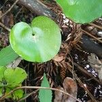 Adiantum reniforme Foglia