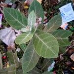 Calotropis giganteaFoglia