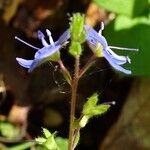 Veronica chamaedrys Blomma