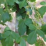 Searsia longipes Leaf