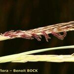 Heteropogon contortus Други