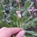 Pogonia ophioglossoides Цветок