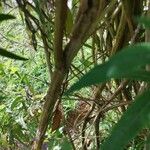 Salvia leucantha Rinde