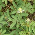 Desmanthus virgatus Leaf