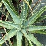 Aloe × spinosissima