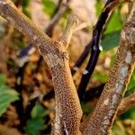 Datura metel Bark