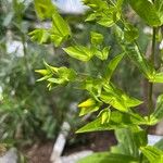Ixanthus viscosus Flor