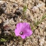 Ipomoea capillacea Kukka