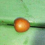 Solanum capsicoides Fruit