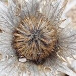 Eryngium giganteum Frucht
