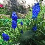 Muscari neglectumFlor