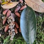 Lithocarpus edulis Frucht