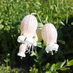 Silene vulgarisFlower