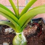 Albuca bracteata List