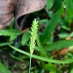 Sacciolepis indica Flower