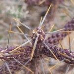 Cylindropuntia ramosissima Leaf