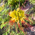 Erythrostemon gilliesii 花