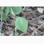 Cyathula uncinulata Blatt