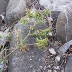 Trigonella esculenta Frucht