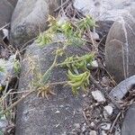 Trigonella esculenta Fruit