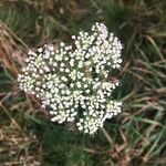 Selinum carvifolium Flower