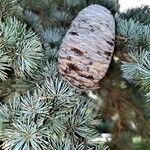 Cedrus atlantica Fruit