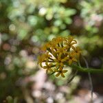 Quinchamalium chilense Blüte