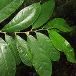 Maquira guianensis Leaf