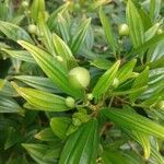 Tibouchina mutabilis ഫലം