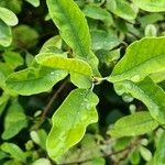 Exochorda × macrantha Leaf