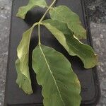 Fernandoa adenophylla Hoja