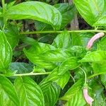 Centropogon cornutus Leaf