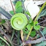 Medicago orbicularis Blad