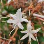 Rhododendron viscosum പുഷ്പം