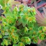 Euphorbia segetalis Λουλούδι