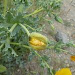 Glaucium flavum Fruit