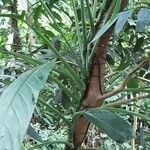 Syzygium jambos Frunză