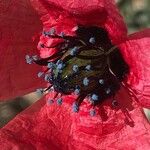 Papaver hybridum Flor