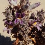 Orobanche cooperi Облик