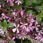 Saponaria ocymoidesFlower