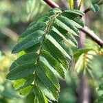 Sorbus koehneana Leaf