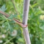 Peucedanum alsaticum Bark