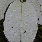 Sterculia recordiana Leaf