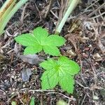 Geranium versicolor Deilen