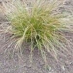 Carex testacea List