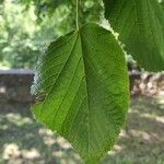 Tilia × europaea Leaf