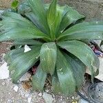 Agave demeesteriana Leaf