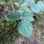 Hylodesmum repandum Frunză