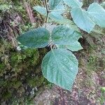 Hylodesmum repandum Φύλλο