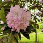Rhododendron vernicosum 花